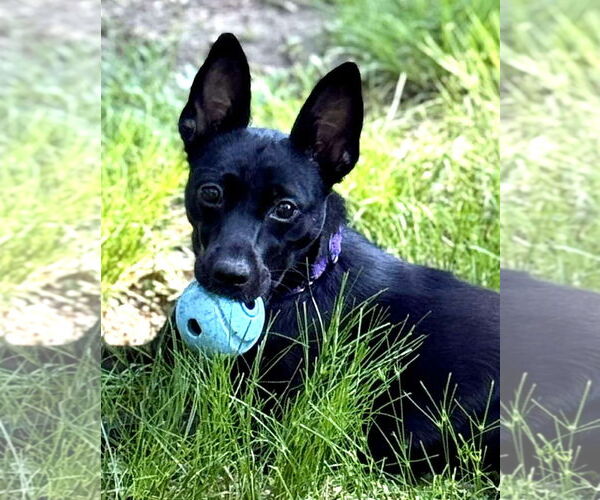 Medium Photo #5 Mutt Puppy For Sale in Boonton, NJ, USA