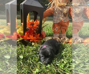 Labrador Retriever Puppy for sale in NEOLA, WV, USA