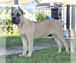 Cane Corso Puppy for sale in POMONA, CA, USA