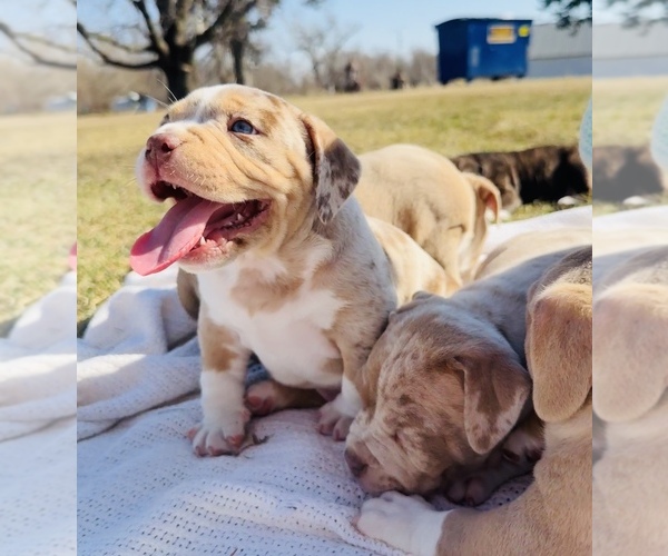 Medium Photo #1 American Bully Puppy For Sale in GROVE CITY, MN, USA