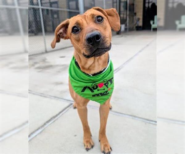 Medium Photo #1 Mutt Puppy For Sale in Denver, CO, USA