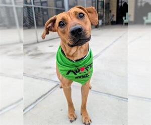 Mutt Dogs for adoption in Denver, CO, USA