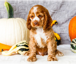 Small Photo #8 Cocker Spaniel Puppy For Sale in WAKARUSA, IN, USA