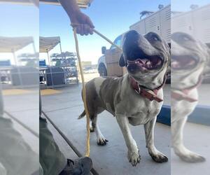 American Pit Bull Terrier Dogs for adoption in Bakersfield, CA, USA