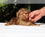 Small #1 Yorkiepoo mix (+ Poodle Toy)
