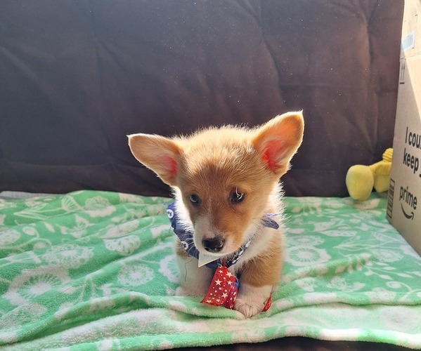 Medium Photo #34 Pembroke Welsh Corgi Puppy For Sale in ARROYO GRANDE, CA, USA