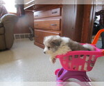 Small Photo #2 Imo-Inu Puppy For Sale in COLBY, WI, USA