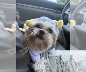 Shauna - Female Shih Tzu-Unknown Mix Dog for Adoption - Photo #4