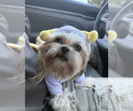 Small Photo #4 Shih Tzu-Unknown Mix Puppy For Sale in Mooresville, NC, USA