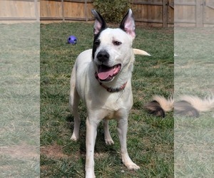 Parker - Louisiana Litter - Male Mutt Dog for Adoption - Photo #26