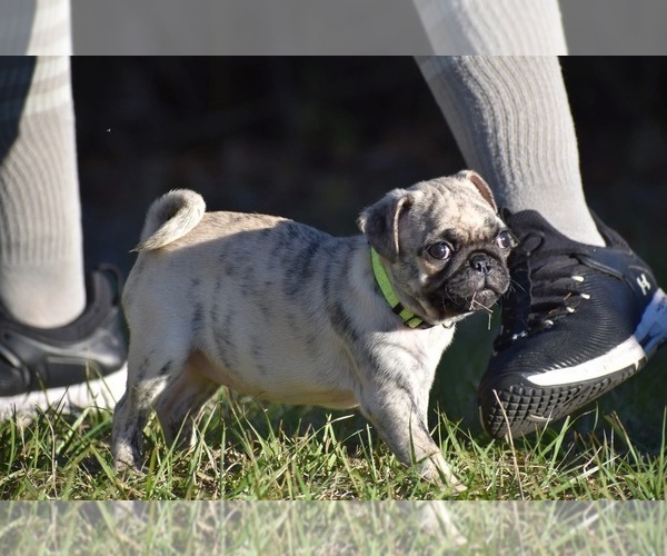 Medium Photo #1 Pug Puppy For Sale in PALM COAST, FL, USA