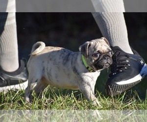 Pug Puppy for sale in PALM COAST, FL, USA