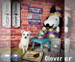 Clover - Female Chihuahua-Unknown Mix Dog for Adoption - Photo #7