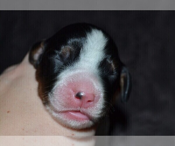 Medium Photo #5 English Springer Spaniel Puppy For Sale in LITCHFIELD, MN, USA
