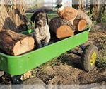 Puppy Puppy 8 German Shorthaired Pointer