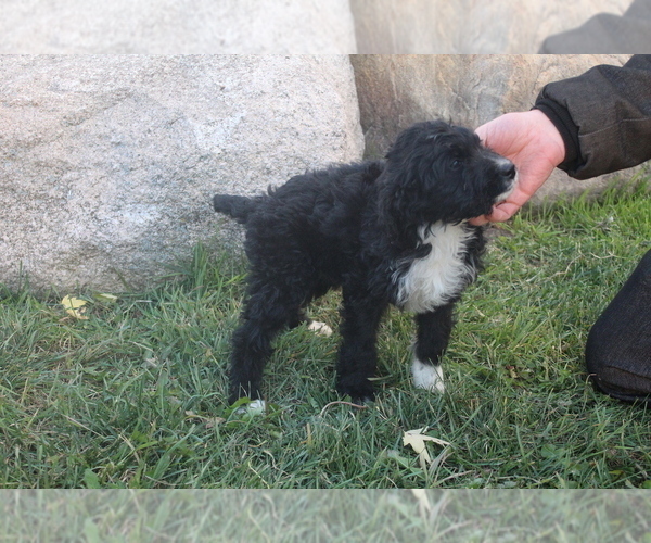 Medium Photo #1 Bernedoodle Puppy For Sale in EVART, MI, USA