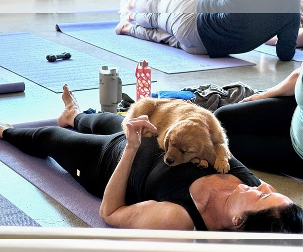 Medium Photo #19 Golden Retriever Puppy For Sale in WOODSTOCK, CT, USA