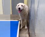 Nona - Female Golden Pyrenees Dog for Adoption - Small photo