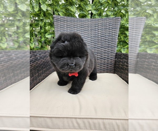 Medium Photo #1 Chow Chow Puppy For Sale in DALLAS, TX, USA