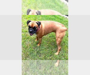 Boxer Dogs for adoption in Austin, TX, USA