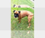 Small Boxer