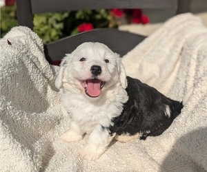 Bernedoodle Puppy for sale in GOSHEN, IN, USA