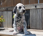 Small Photo #36 Dalmatian Puppy For Sale in GOSHEN, IN, USA