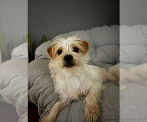 Mutt Dogs for adoption in Grafton, WI, USA