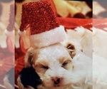 Small Photo #3 Poovanese-ShihPoo Mix Puppy For Sale in TILLER, OR, USA