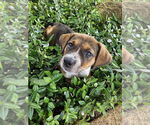Small Bluetick Coonhound