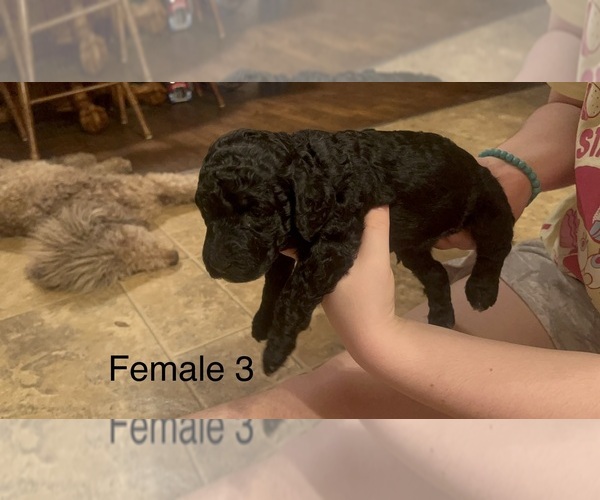Medium Photo #36 Goldendoodle Puppy For Sale in SPARTANBURG, SC, USA