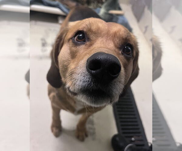 Medium Photo #2 Beagle-Unknown Mix Puppy For Sale in Webster, WI, USA