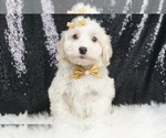 Puppy Cosmo f1 Coton de Tulear