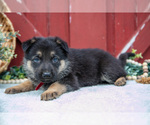 Small Photo #40 German Shepherd Dog Puppy For Sale in PARKESBURG, PA, USA