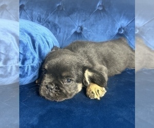 French Bulldog Puppy for sale in LAS VEGAS, NV, USA