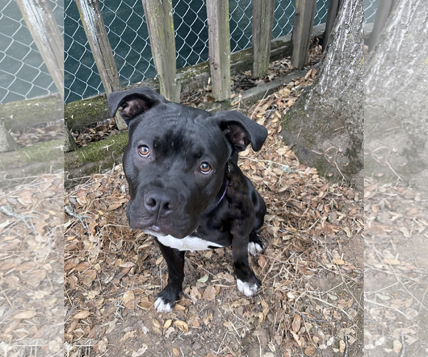 Medium Photo #6 American Staffordshire Terrier Puppy For Sale in Berkeley, CA, USA