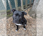 Small #5 American Staffordshire Terrier