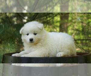 Samoyed Puppy for sale in FREDERICKSBURG, OH, USA