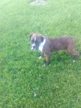 Medium Photo #1 Boxer Puppy For Sale in ARTHUR, IL, USA