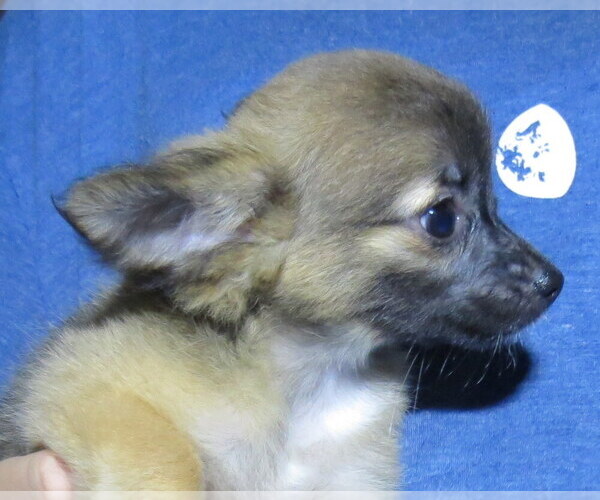 Medium Photo #7 Chihuahua Puppy For Sale in HAYES, VA, USA