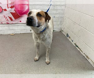 Mutt Dogs for adoption in San Bernardino, CA, USA