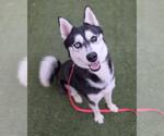 Small Siberian Husky Mix