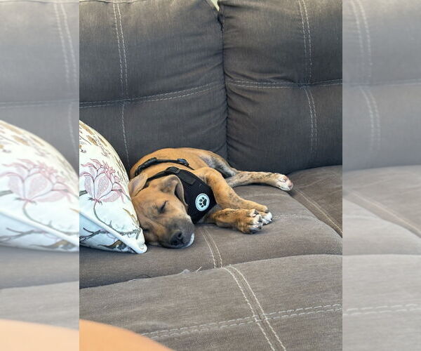 Medium Photo #10 Labrador Retriever-Plott Hound Mix Puppy For Sale in Brewster, NY, USA