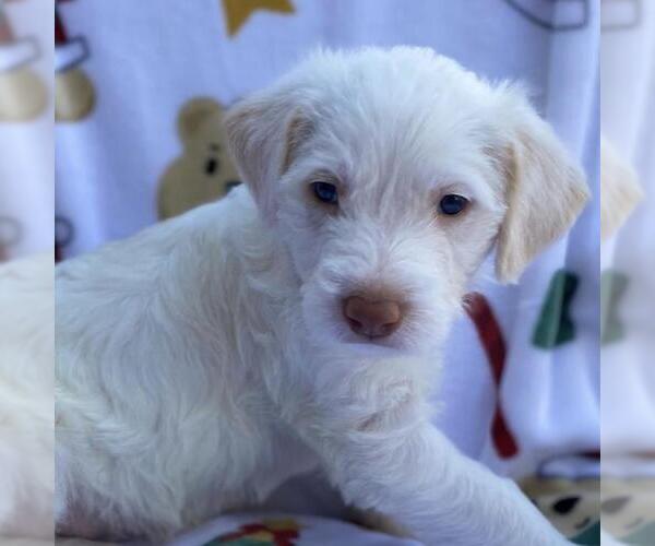 Medium Photo #3 Australian Kelpie-Unknown Mix Puppy For Sale in San Diego, CA, USA