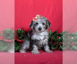 Poodle (Toy) Puppy for sale in LINCOLN UNIVERSITY, PA, USA