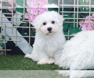 Maltichon Puppy for sale in MARIETTA, GA, USA