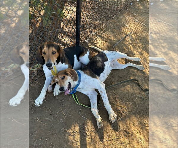 Medium Photo #2 Coonhound Puppy For Sale in Evansville, IN, USA