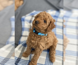 Goldendoodle Puppy for sale in MILLVILLE, NJ, USA