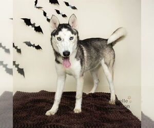 Siberian Husky Dogs for adoption in Corona, CA, USA