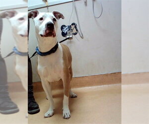 Mutt Dogs for adoption in Martinez, CA, USA
